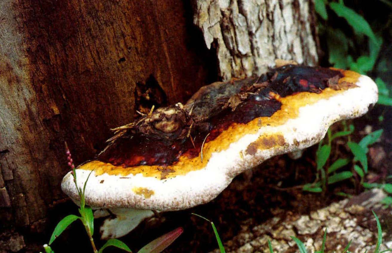 Ganoderma capense (Lloyd) Teng